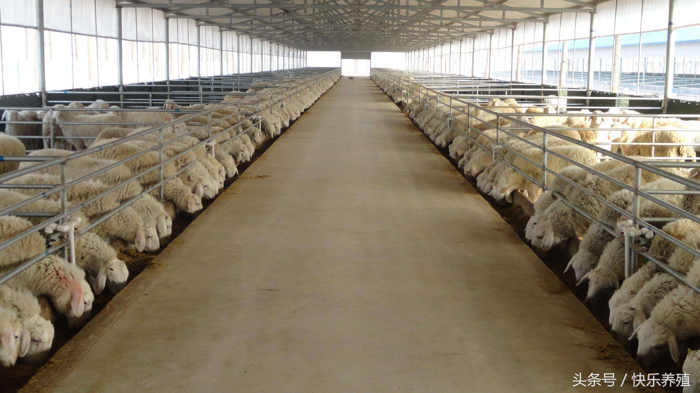 养羊技术与管理方法,养羊技术与管理方法有什么推荐书