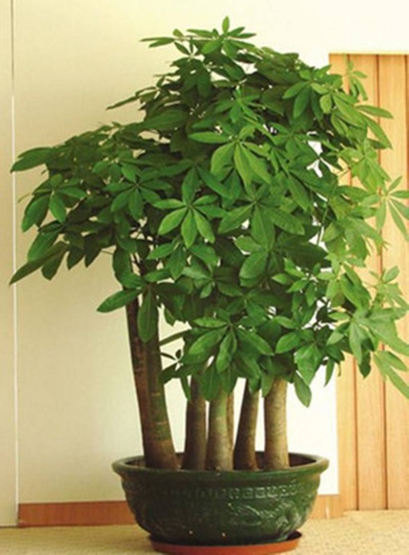 室内什么盆栽好看又好养,室内最好养的实用性很强的盆栽