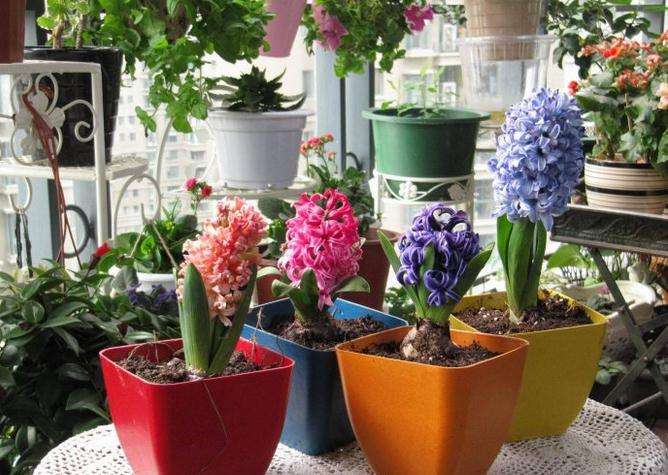 室内什么盆栽好看又好养,室内最好养的实用性很强的盆栽