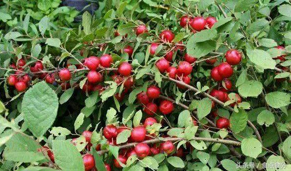 吃货都没吃过的10种奇特水果,28种非常好吃的水果