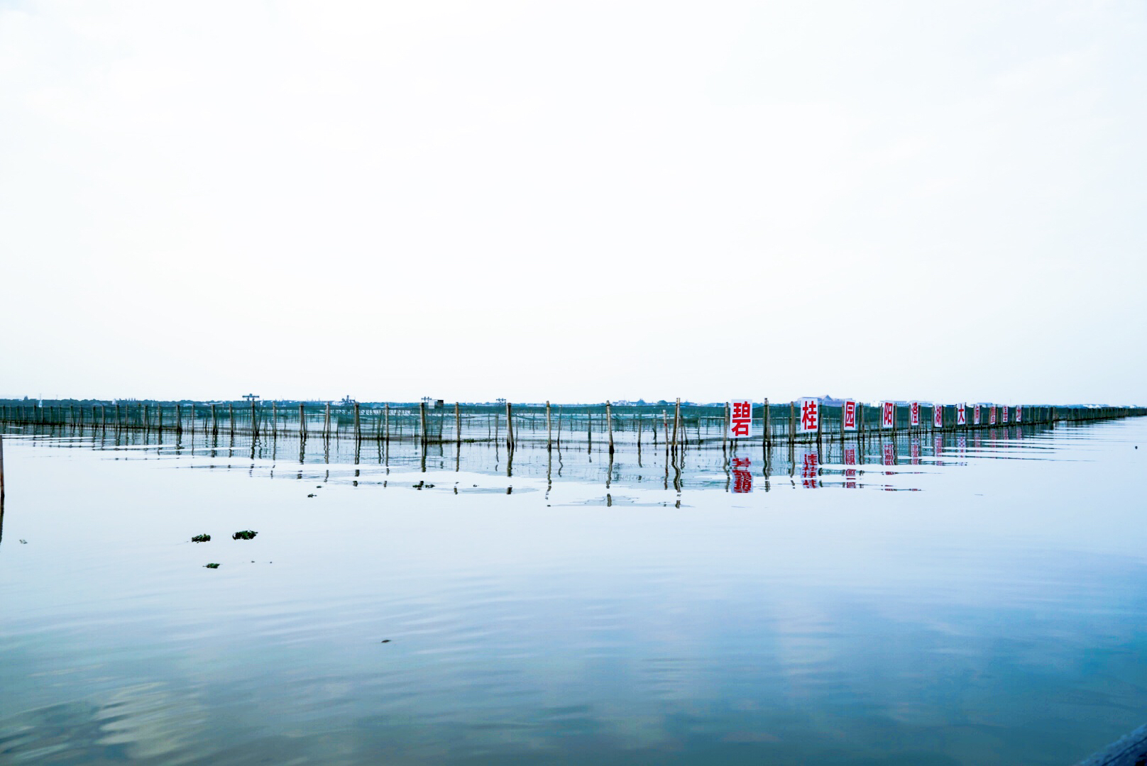 阳澄湖刚捞出来的螃蟹,阳澄湖大闸蟹现在能吃了吗