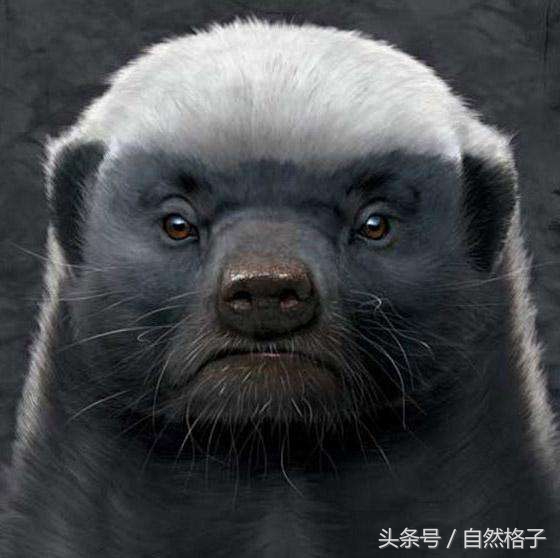 平头哥蜜獾为什么天不怕地不怕,平头哥蜜獾为啥谁也不怕