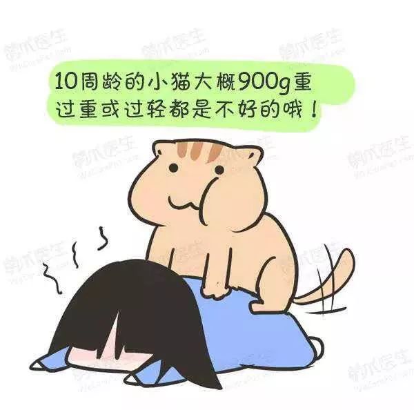 领养猫咪怎么看精神状态,领养猫咪如何知道乖不乖