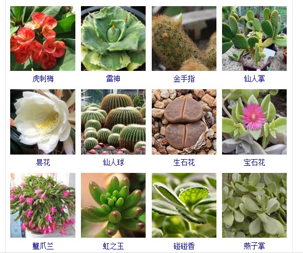 多肉植物的种类和名称大全集锦,多肉植物图片常见多肉100种