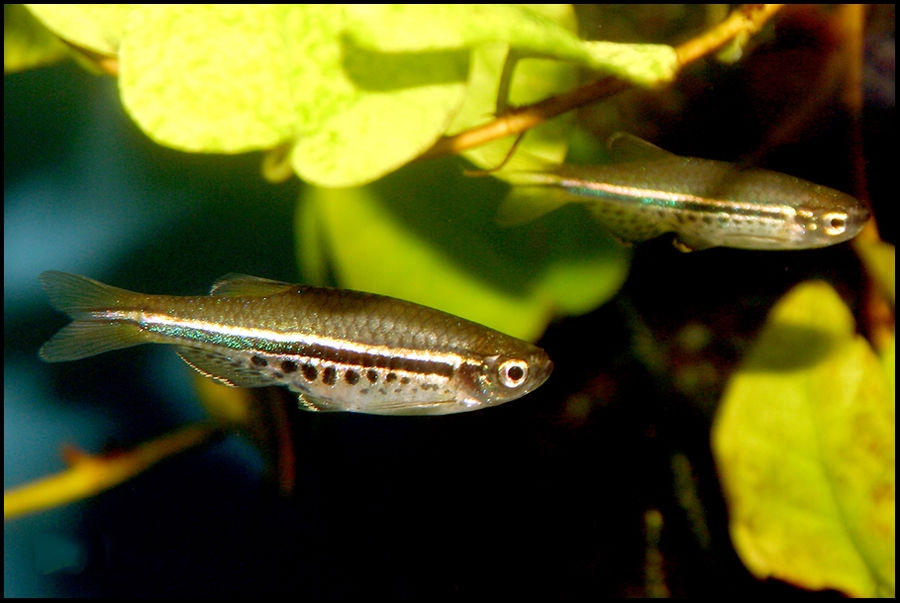 斑马鱼小型热带观赏鱼,热带斑马鱼多少钱一斤