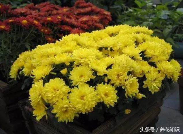 十一月有哪些花盛开,十一月都有哪些典型花朵