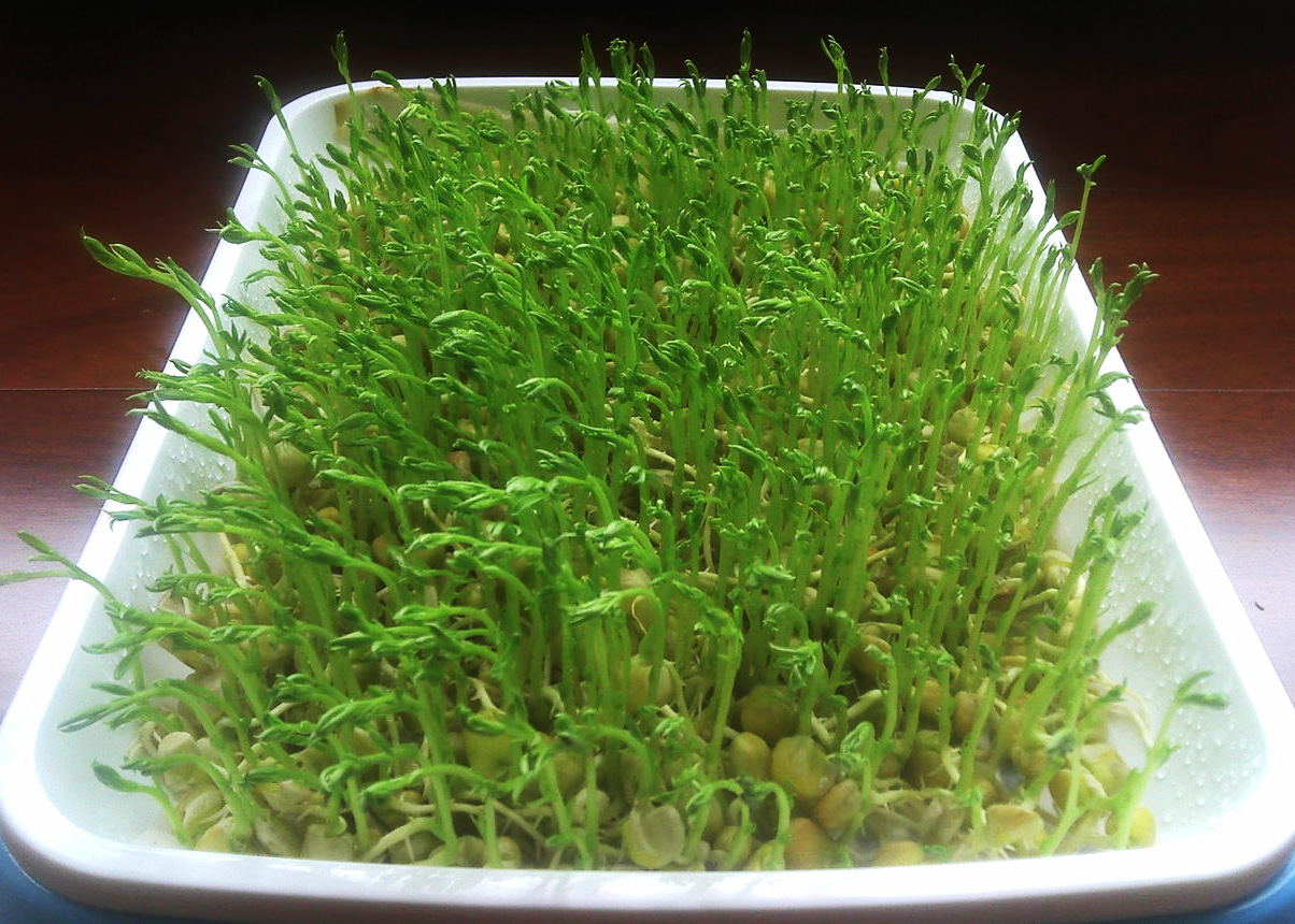 最全的芽苗菜种植技术省钱又生态,芽苗菜在家大量种植