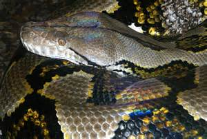 世界上最大的网纹巨蟒图片,世界上最大的网纹蟒蛇长达8米