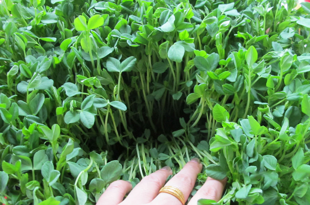 最全的芽苗菜种植技术省钱又生态,芽苗菜在家大量种植