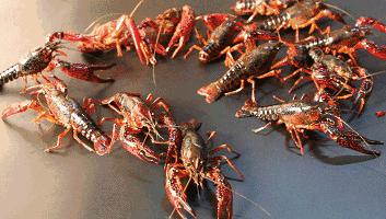 就算你开着玛莎拉蒂，*博兰**基尼也不一定能吃到她家龙虾，每天就这