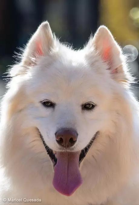 动物世界犬种-萨摩耶犬