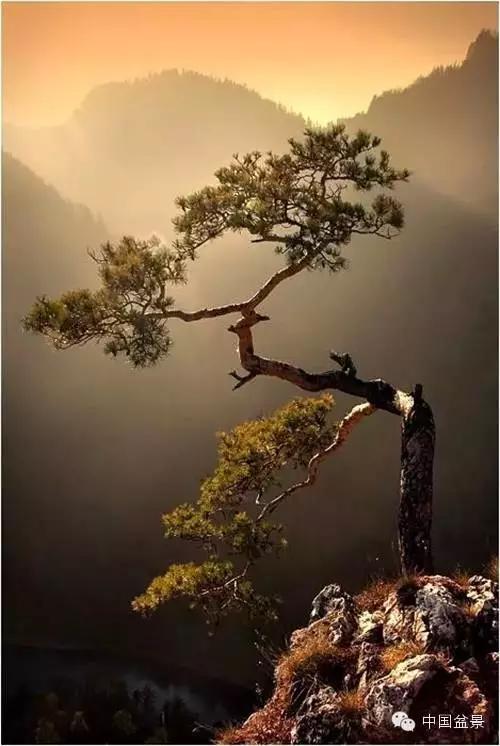 文人树盆景美不胜收,中国神奇的十大盆景