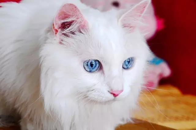 猫咪的一只眼睛突然变得很浑浊,猫咪眼睛受伤浑浊