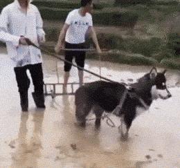 哈士奇原名西伯利亚雪橇犬,西伯利亚雪橇犬是不是就是哈士奇