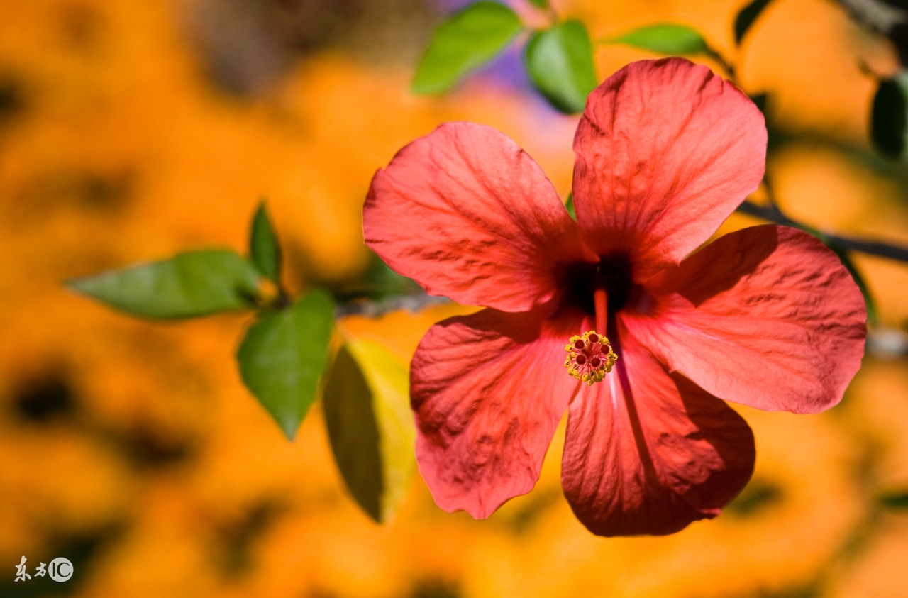 朋友圈早安心语唯美配图,冬天温暖的早安心语唯美图片