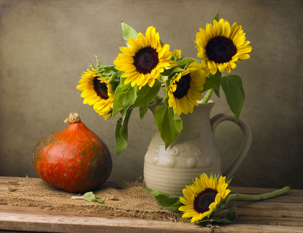 向日葵和太阳神,向日葵被称为太阳神