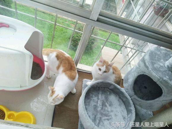 网友捡来小奶猫，饲养大半年后，男友依然冷血无情，将猫送走