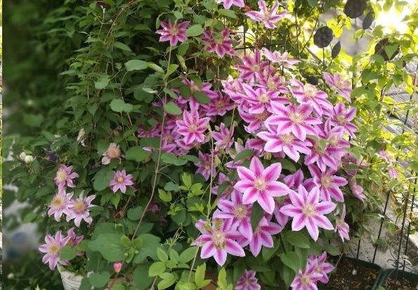 哪种藤本植物最好养,好养的藤本植物