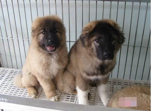 狗狗断尾可以直接把尾巴剪掉吗,为什么断尾会延长狗狗寿命