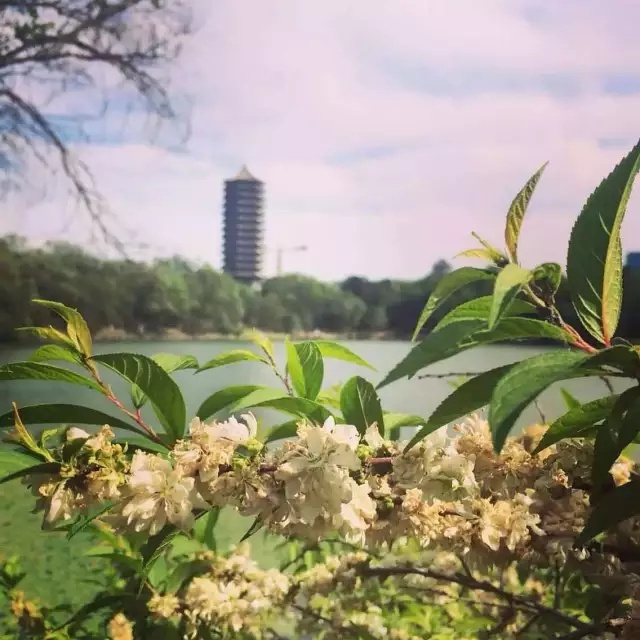 豆瓣日记:我们从未远去的北大岁月