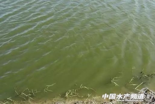 养殖水浓用什么药好,养殖水硬度高有什么好处