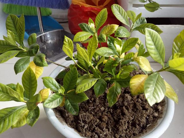 栀子花黄叶的原因及处理小妙招,栀子花黄叶的原因及其处理方法