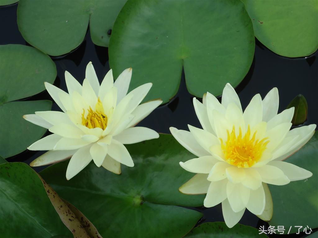 大睡莲与小睡莲有什么区别,热带睡莲和寒带睡莲的区别