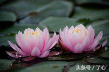 大睡莲与小睡莲有什么区别,热带睡莲和寒带睡莲的区别