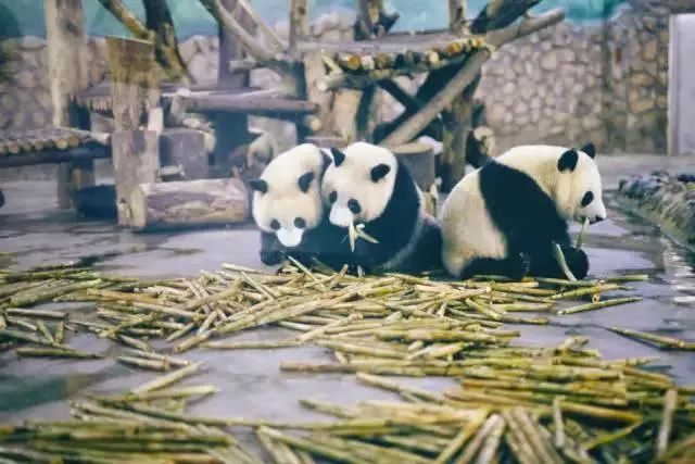 天津至广州、成都、重庆高铁开通！10多小时直达，火锅肠粉我来啦！