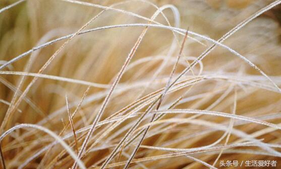 脂溢性脱发治疗初期脱发更严重,慢性脂溢性脱发用什么药