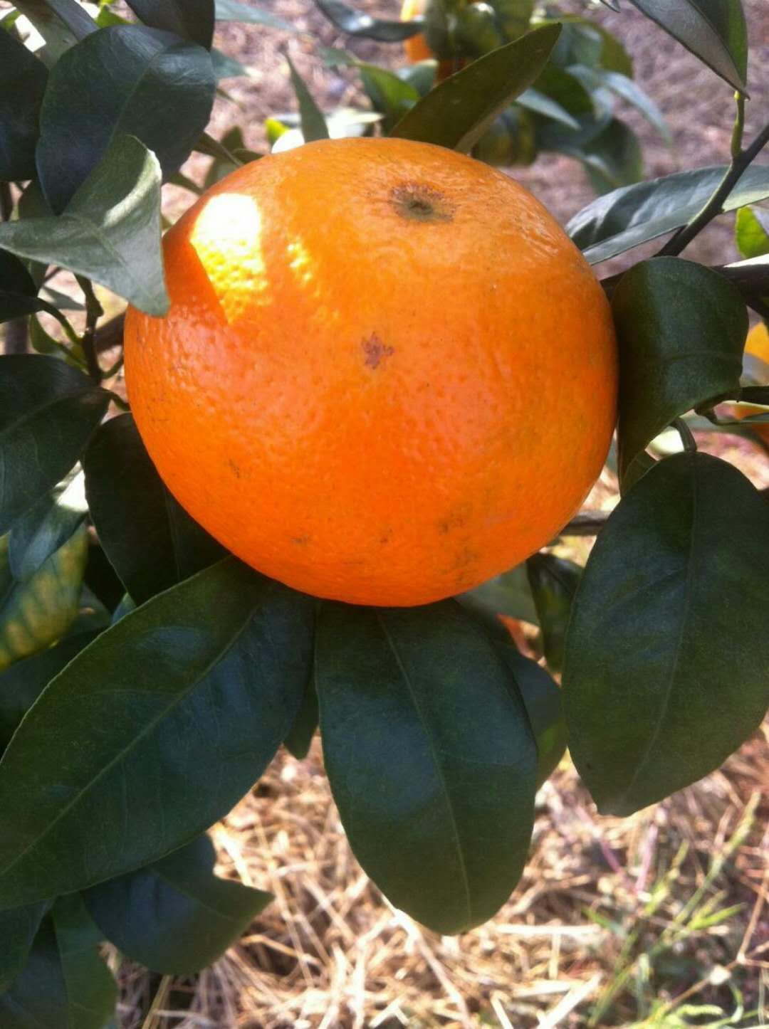 蜜柑柑橘,南丰蜜桔沃柑新鲜现摘