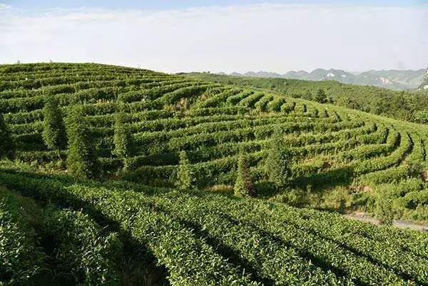 毕节的这些特色农产品你都知道吗,毕节十大特产农产品