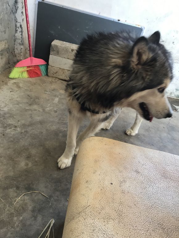 阿拉斯加为什么生了一只,阿拉斯加生了三只后不生了