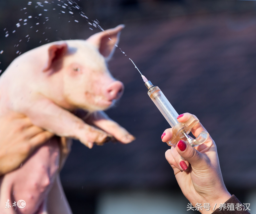 养猪脱肛最好的办法解决,保育猪脱肛最佳的治愈方法