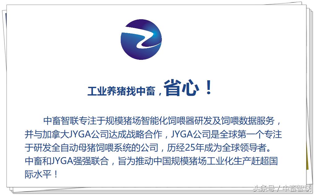 如何饲养好公猪提高精子活力,高温天气如何让猪安然度过