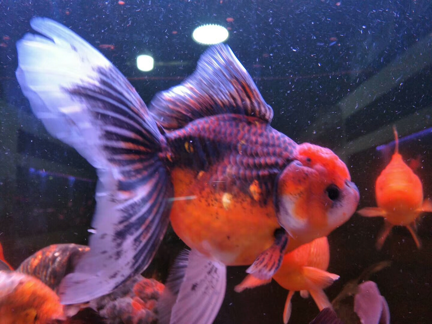 锦鲤鱼金鱼品种图谱大全,最便宜的金鱼是什么品种