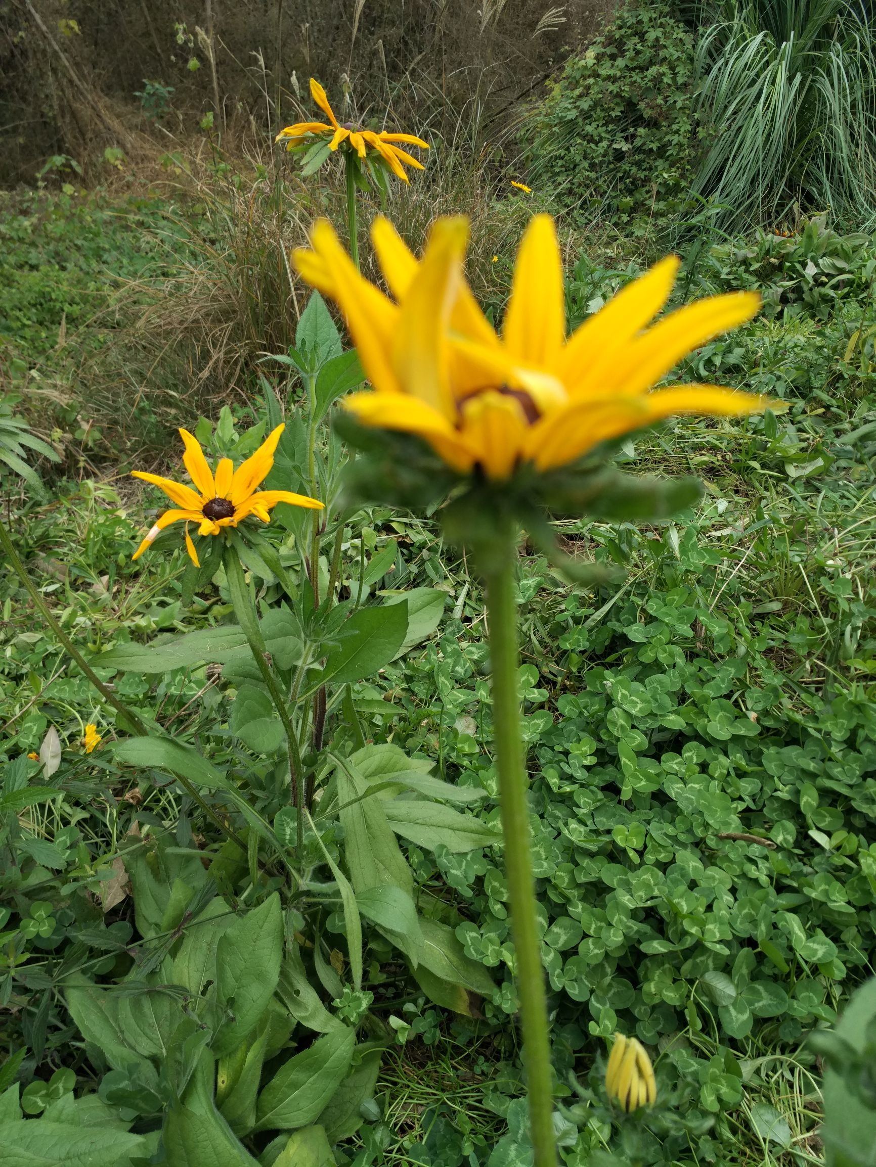 goodwellbetterbest分别的用法,goodbetterbest的意思