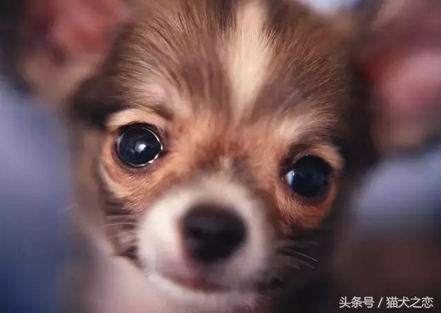 这些狗狗弃养率最高看完心碎一地,狗狗失明的症状