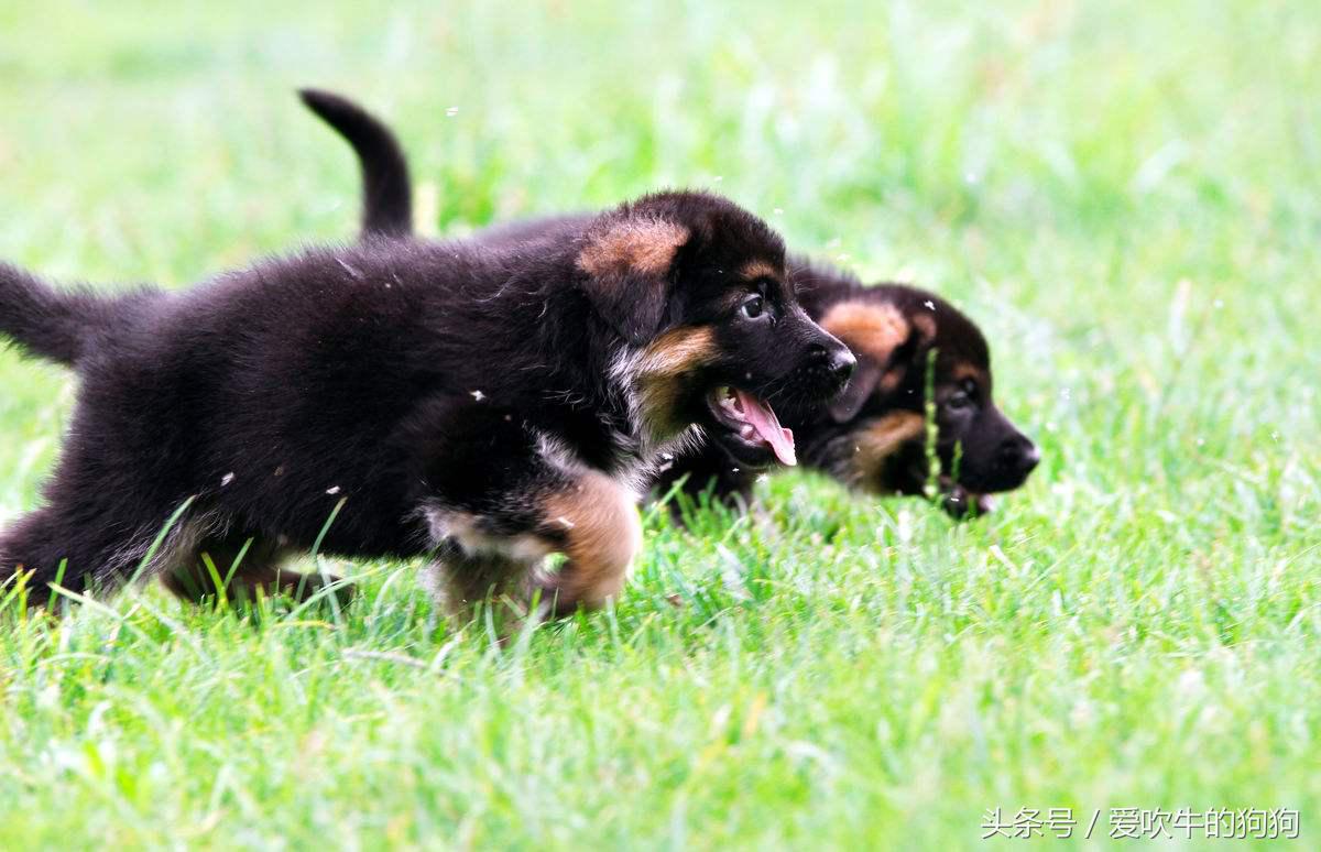 大家网上买狗被骗过吗,网上买狗遭遇套路怎么办