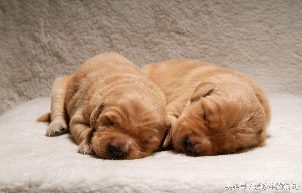 大家网上买狗被骗过吗,网上买狗遭遇套路怎么办