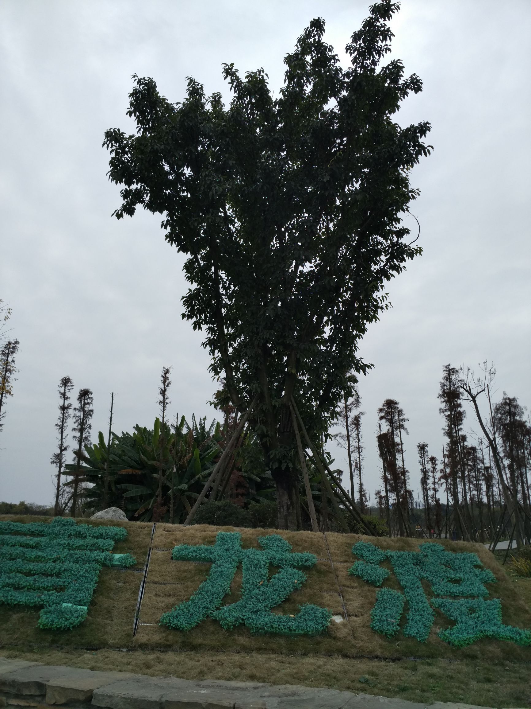 副词比较级含义,副词的比较级和最高级造句