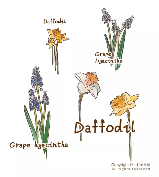 你也想拥有一个繁花似锦的春天？有这份球根种植笔记就够了