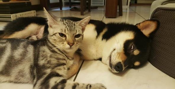 猫弟舔舔叫床无效，黑柴哥睡到翻白眼：豪……舒……湖