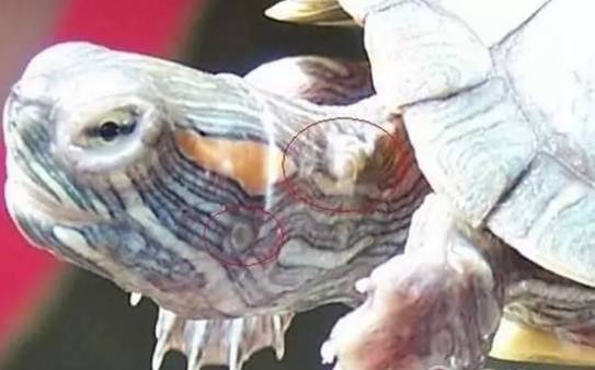 乌龟生病了怎么办？最全面的疾病治疗方法快快看看救小龟一命！