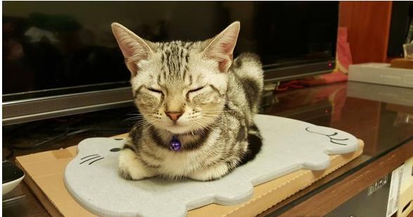 猫弟舔舔叫床无效，黑柴哥睡到翻白眼：豪……舒……湖