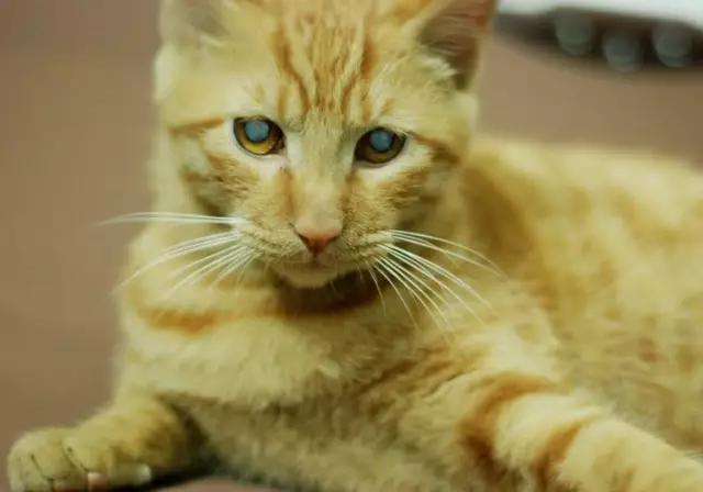 猫咪的一只眼睛突然变得很浑浊,猫咪眼睛受伤浑浊