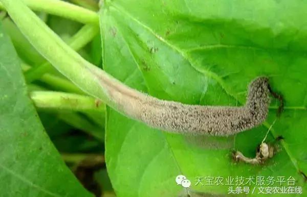 草莓灰霉病图谱及防治,黄皮果灰霉病图谱