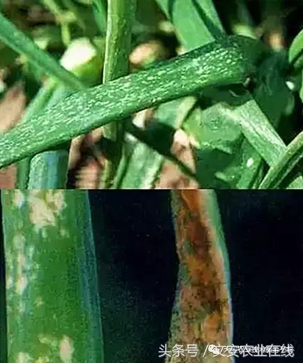 草莓灰霉病图谱及防治,黄皮果灰霉病图谱