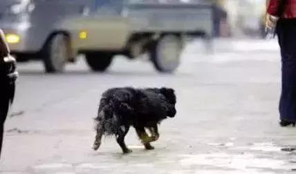 狗狗出现这三种症状请马上远离,狗狗有狂犬病会出现什么现象