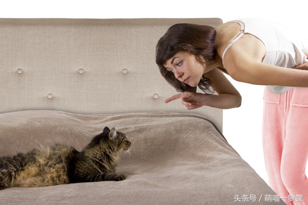 猫咪又拉又尿怎么办,猫咪绝育后还是总尿床屡教不改
